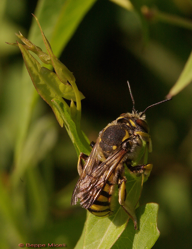 Anthidium sp.